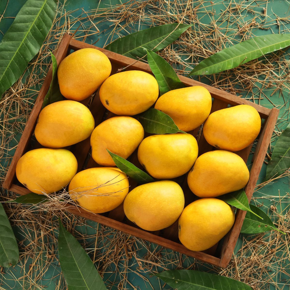 what are alphonso mangoes