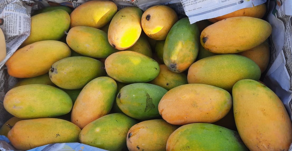 dasheri mangoes