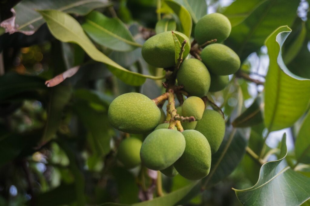 mangoes, fruits, food, agriculture, tree, fresh, healthy, nature, organic, ripe, harvest, leaves, mangoes, mangoes, mangoes, mangoes, mangoes